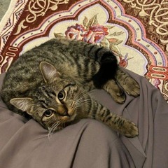 القارئ/ عمر ضياء الدين