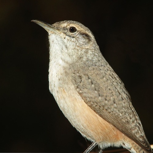 BIRDSong Wrens - Rock Wren