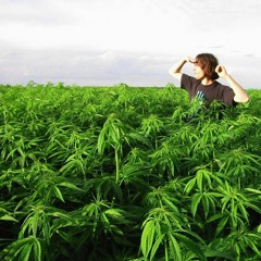 За шишку и двор стреляю в упор