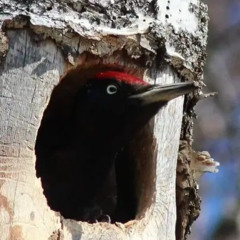 Black Woodpecker "singing"