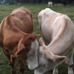 i can make you feel high demo