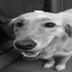 Jungle Dog The Dog With The Breaks