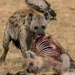 أهل النفاق... فارس قطرية