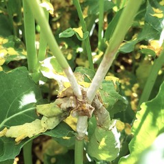 Should we be spraying canola in low to medium rainfall zones with fungicides in 2025?