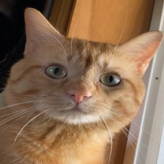 O-Ha! - Apex (Preview)