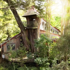 TĀNE MAHUTA Live @ Fairytale Treehouse Whangārei, New Zealand