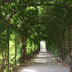 Summer walk