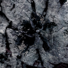 [PREMIERE] Solma - Fungal Network