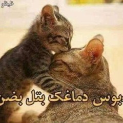 mesh barod (x3) (7amo flip)