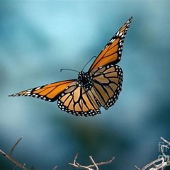 Fly, Butterfly Fly