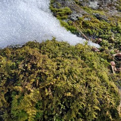 Submerged Mica w/ Glyn Maier 181225