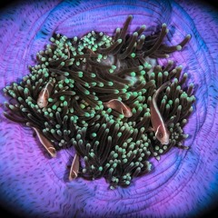 Angelo de Augustine - Time (Alfa State Remix)