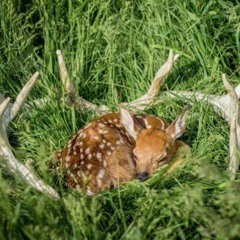 the fawn and the huntress