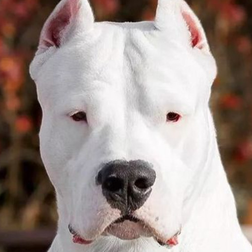 LvbelC5-HavHavHav & Hedegaard, CANCUN?, I.D.O. - Bang Bang Pow (AUK MASH UP)