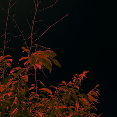Lonely Nights