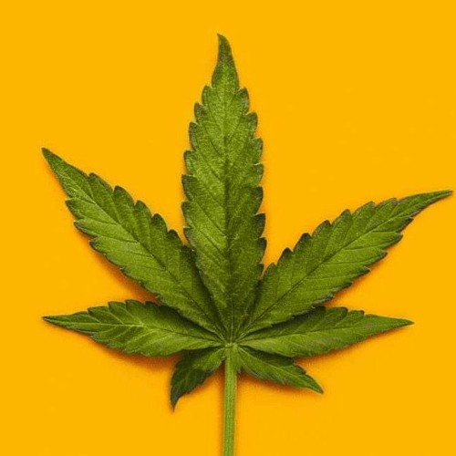 shiftas - 3 L