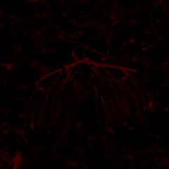 follow the moth
