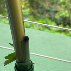 brasil set