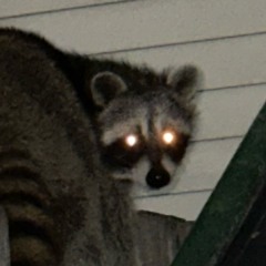 oogaaboogaafreesty