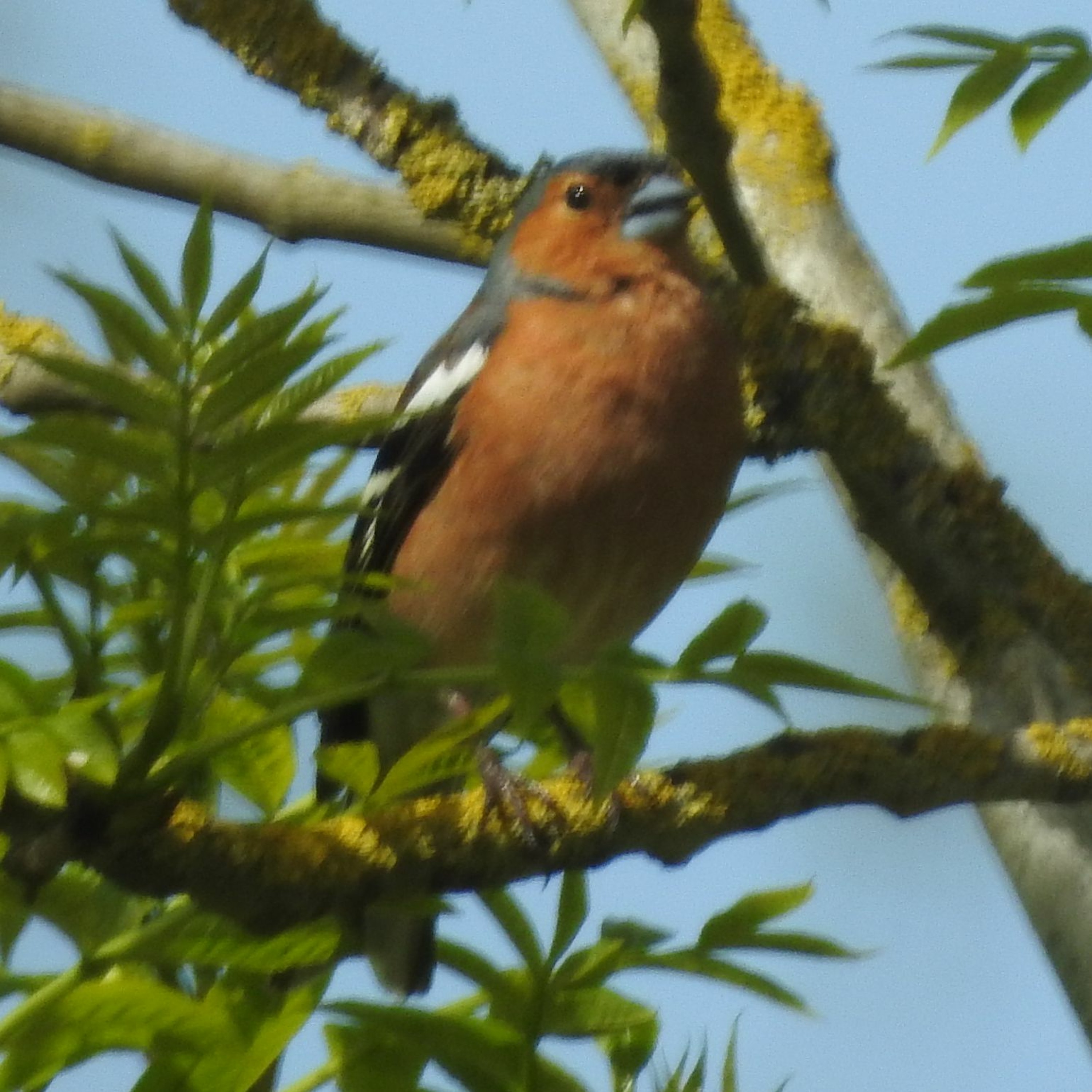 2020 BIRD SOUNDS FROM THE FIELD 3 - CHAFFINCH SONG (REVISED EXCERPT) episode artwork