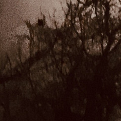 looking at trees