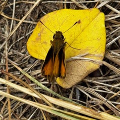 Tunnel Algo Rhythm.m4a