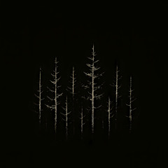 Among trees