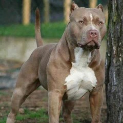 MC DA ONZE - CÃO FEROZ - CURRAL DICK (( DJBELÃODOAPOLO ))