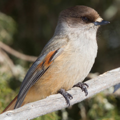 2025 Rent Romus and Heikki Koskinen - Soul Bird Preview