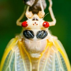 Cicadas