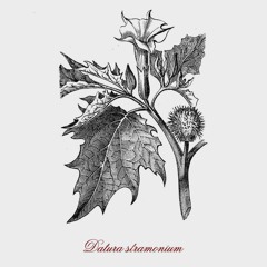 Datura Stramonium