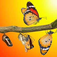 Butterfly italo mix preview 2 minutes