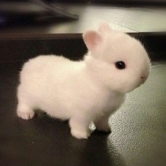 bunny bunny bunny
