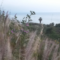 Poivre Noir, Piment Rouge DIM 16 NOV 2025