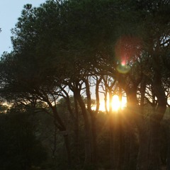 forestpsy