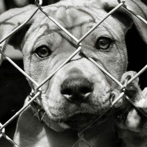 Stream Dog gets balls Chopped Off by Son & Po Listen online for free