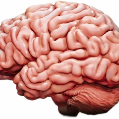 Phidippus & Geche "There Are Things Inside My Brain"