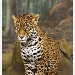 Jaguar