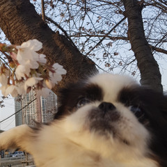 You Dog Loves You