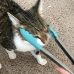 Cat death