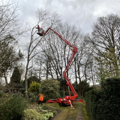 How to Tell If Your Tree Needs a Professional Tree Surgeon