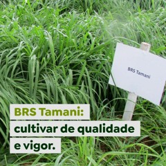 BRS Tamani: cultivar de qualidade e vigor