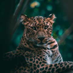 SET: Wann Ist Mikkel?