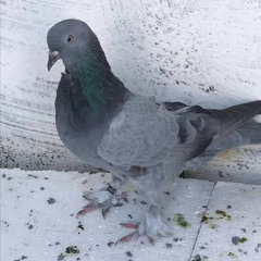 ELMA BAHÇESİNİ YAKAN ADEM (LİVE PERFORMANCE) w/ Ömer Seyfettin