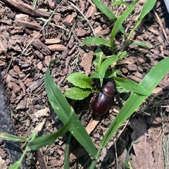 White Picket Fences (prod. Thersx)