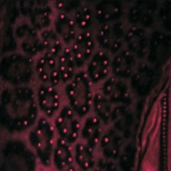 Baby (Prod. Nardogokrazy Gabb)