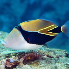 Humuhumunukunukuapua'a Song (Blycker).aac