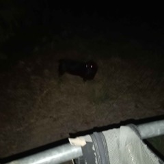 gangs of community killings