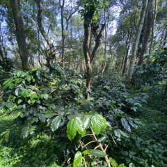 the giant malabar squirrel