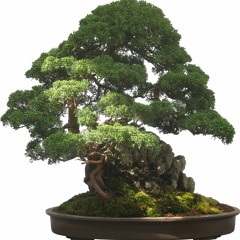 비닐봉지